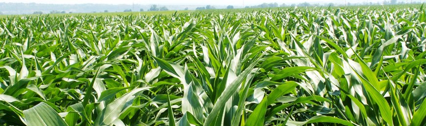 Technologické odporúčania pestovania kukurice